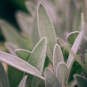 Sage