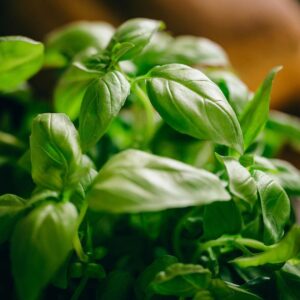 Basil
