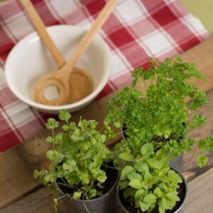 Parsley and coriander