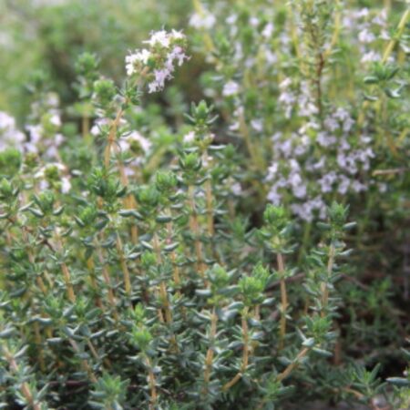Image of herbs