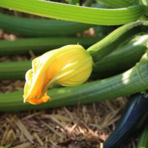 Image of zucchini flower